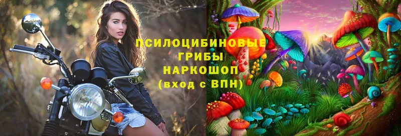 Галлюциногенные грибы Magic Shrooms  Терек 